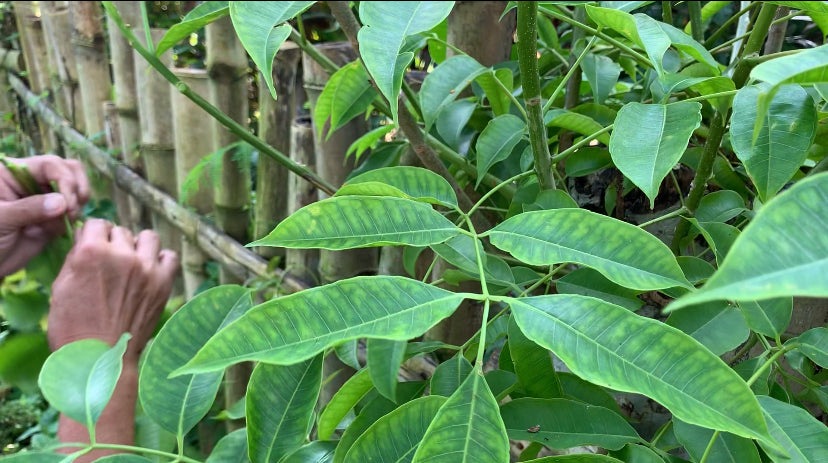 Ano ang Libas sa gata?